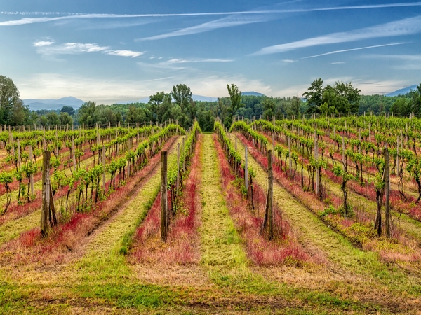 Road Tripping Slovakia’s Wine Regions and Vineyards with a Rental Car